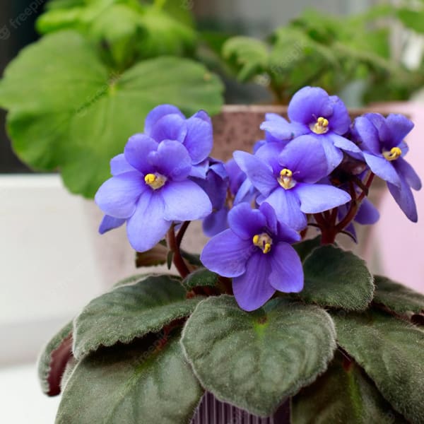 قیمت گل بنفشه آفریقایی ساده + خرید باور نکردنی